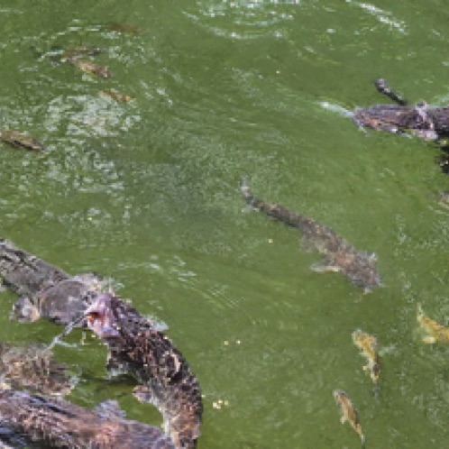 Fish at Pollywog Pond